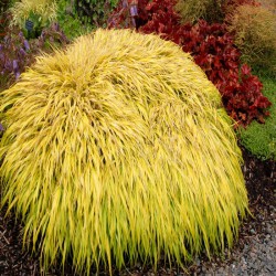 Hakonechloa smukła  All...