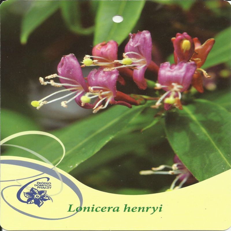 Wiciokrzew Henryiego Lonicera henryi