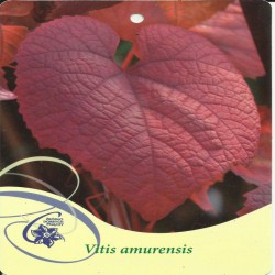 Winorośl amurska Vitis...