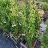 Wiciokrzew Tellmanna Lonicera xtellmanniana