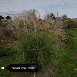 Miskant chiński NOAH -...