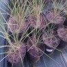 Miskant chiński SILBERSPINNE - Miscanthus sinensis