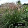 Miskant chiński CEZAR - Miscanthus sinensis