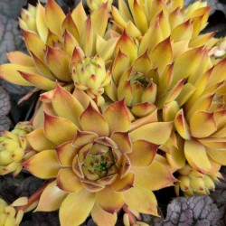 Rojnik LEO - Sempervivum