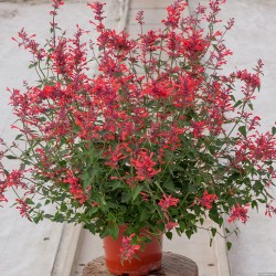 Kłosowiec 'Kudos Coral'...